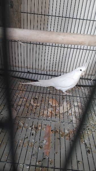 1 white cocktail Breeder Pair plus one female cocktail for sale 0