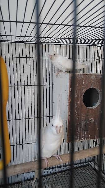 1 white cocktail Breeder Pair plus one female cocktail for sale 1