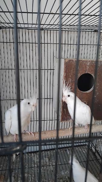 1 white cocktail Breeder Pair plus one female cocktail for sale 2