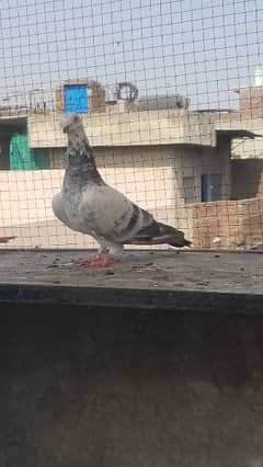 homer female.       qasid pigeon