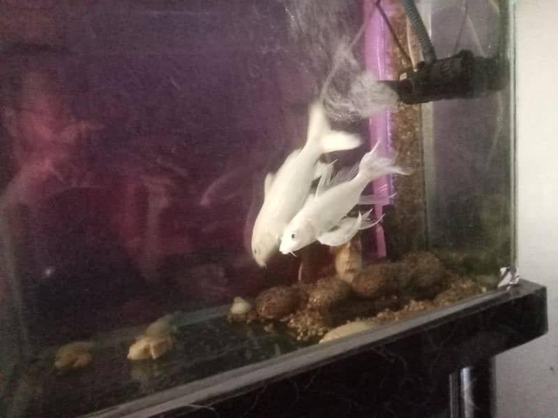 white fish urgent sale 1