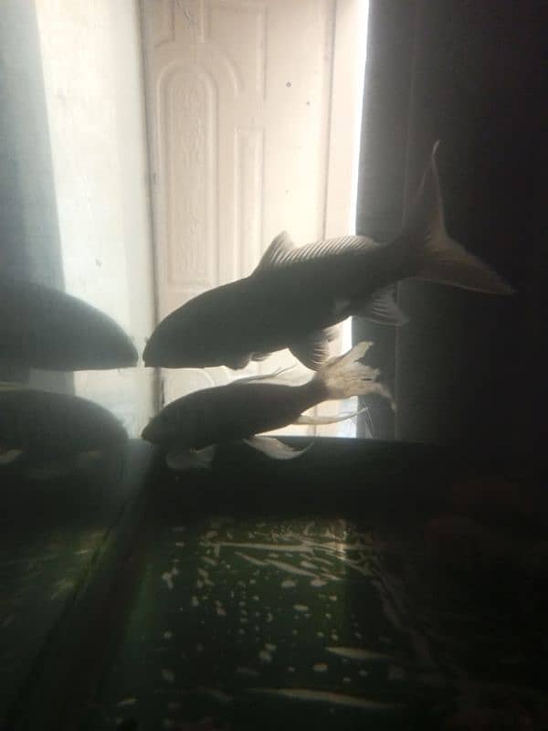 white fish urgent sale 3