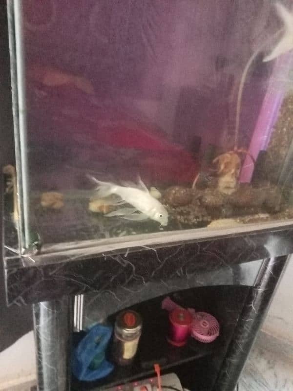 white fish urgent sale 6