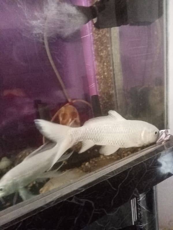 white fish urgent sale 7