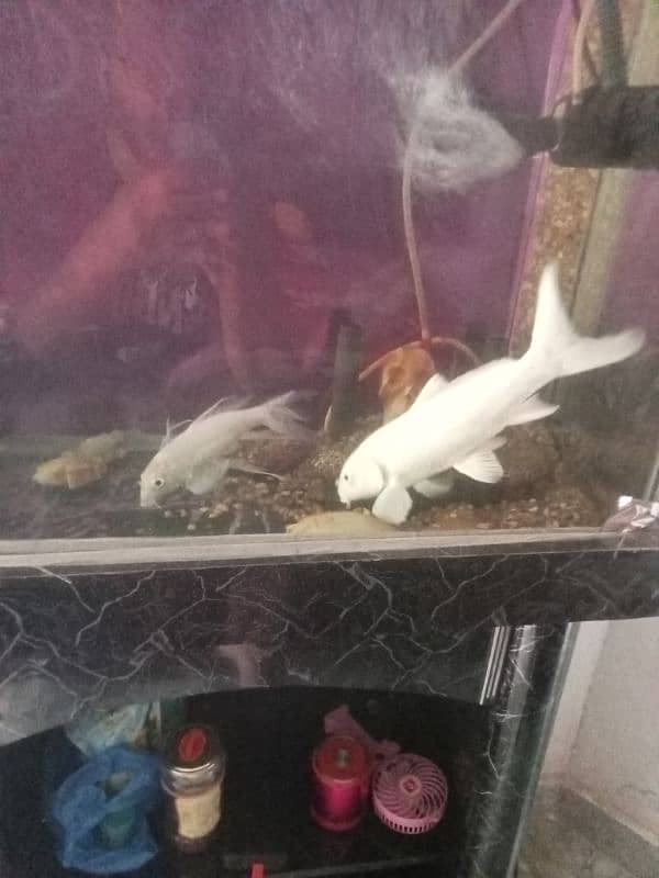 white fish urgent sale 9