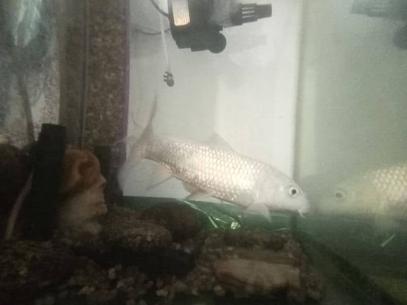 white fish urgent sale 10