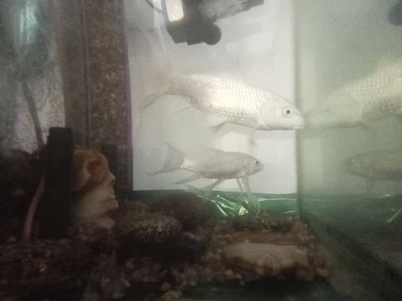 white fish urgent sale 11