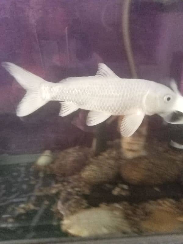 white fish urgent sale 12