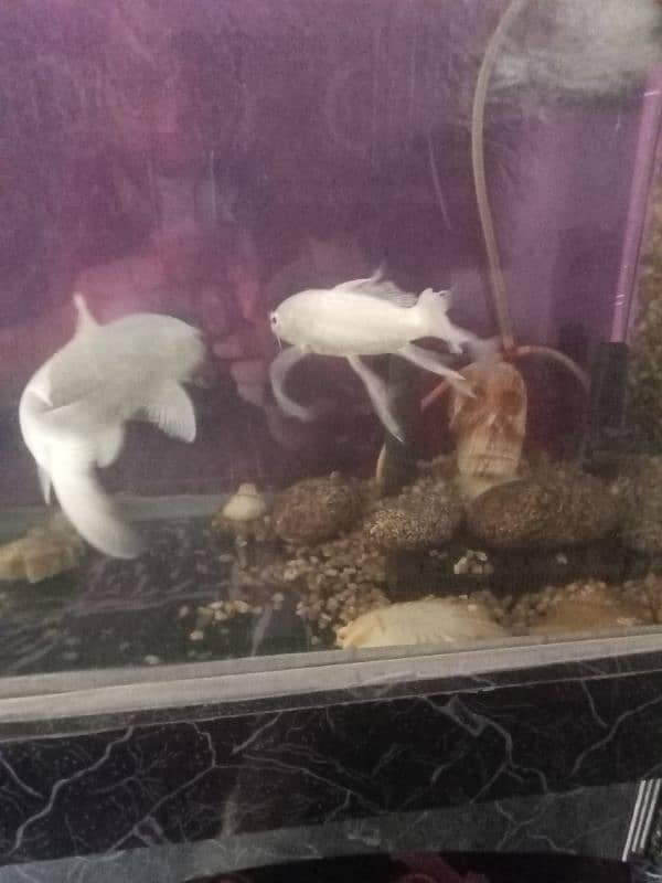 white fish urgent sale 14