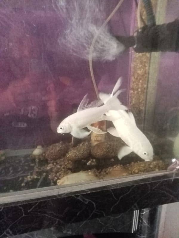 white fish urgent sale 15