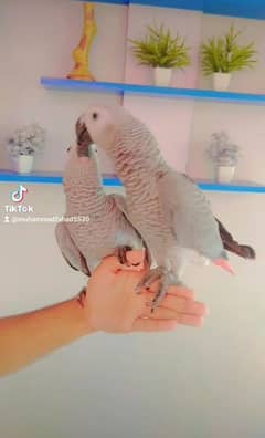 CONGO GREY PAIR /03156376925