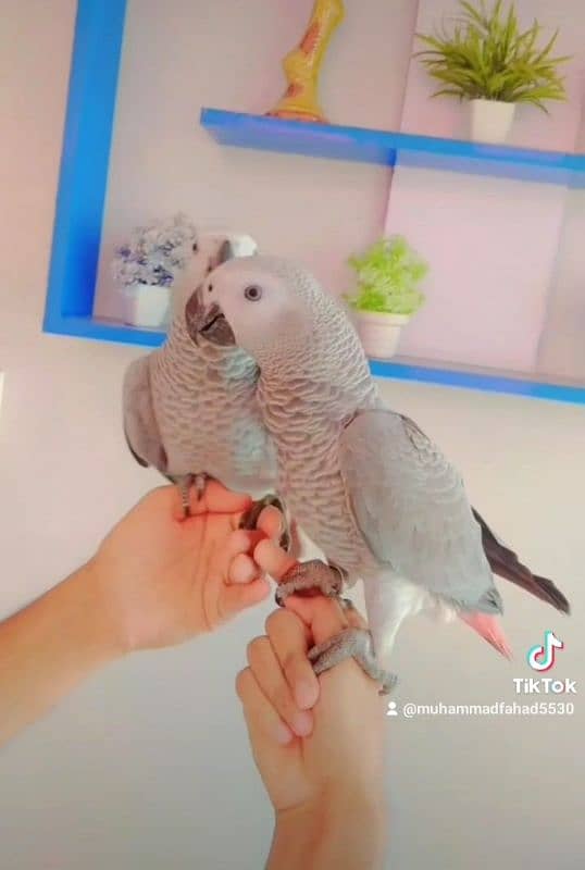 CONGO GREY PAIR /03156376925 1