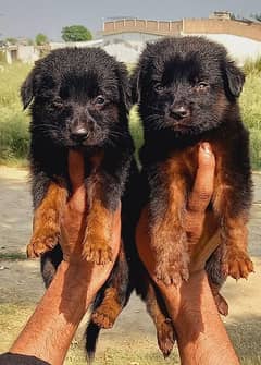 German shepherd dubal cout pair 55 Day for sale 0