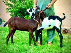 betal goat for sale.