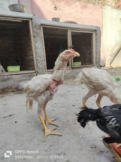 HEERA CHICKS AVAILABLE YELLOW NOK NALI AGE 4 MONTH 0