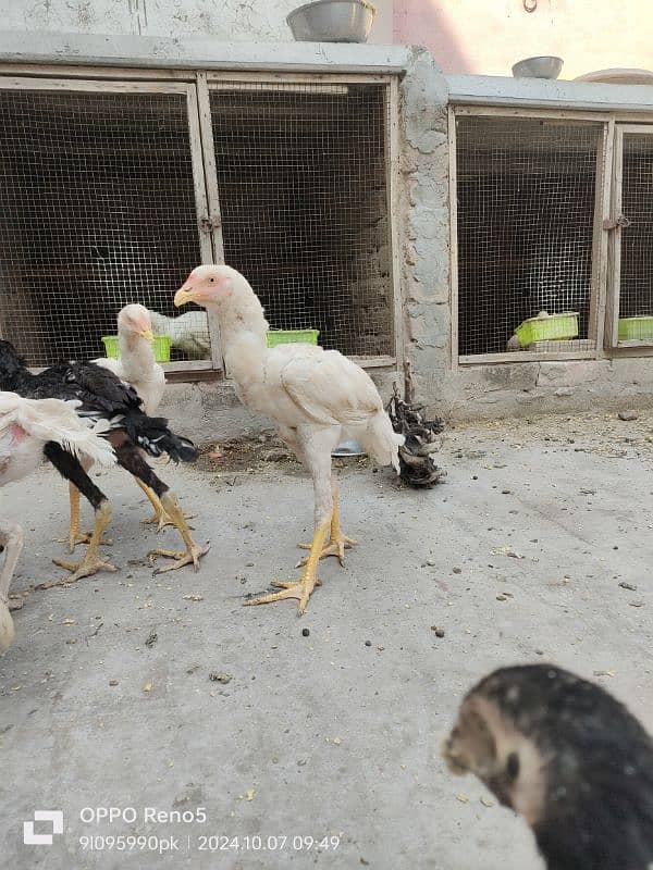 HEERA CHICKS AVAILABLE YELLOW NOK NALI AGE 4 MONTH 1