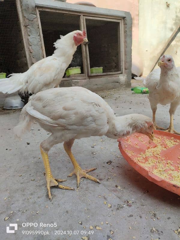 HEERA CHICKS AVAILABLE YELLOW NOK NALI AGE 4 MONTH 2