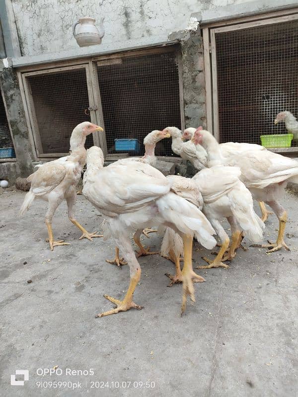 HEERA CHICKS AVAILABLE YELLOW NOK NALI AGE 4 MONTH 3