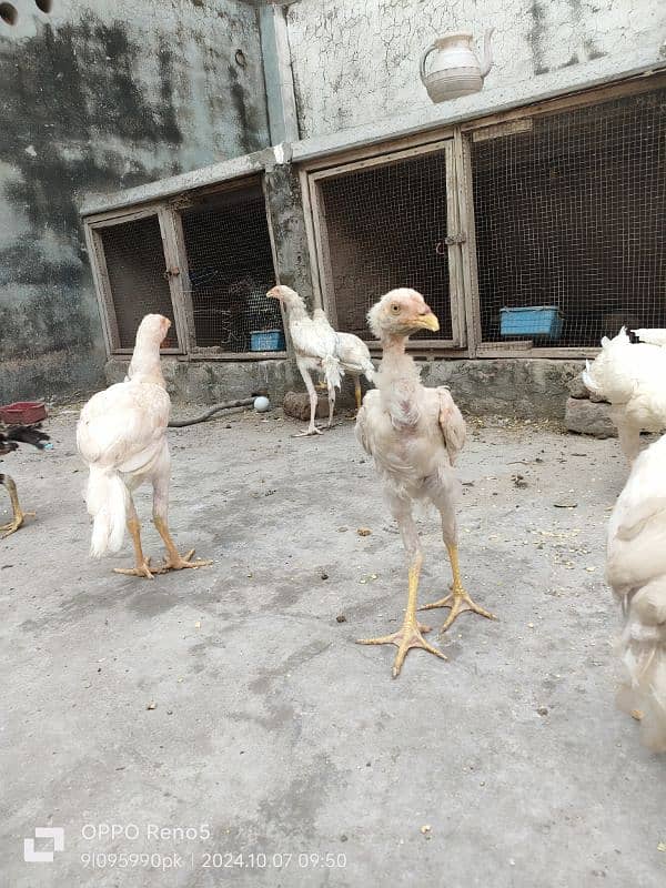 HEERA CHICKS AVAILABLE YELLOW NOK NALI AGE 4 MONTH 4