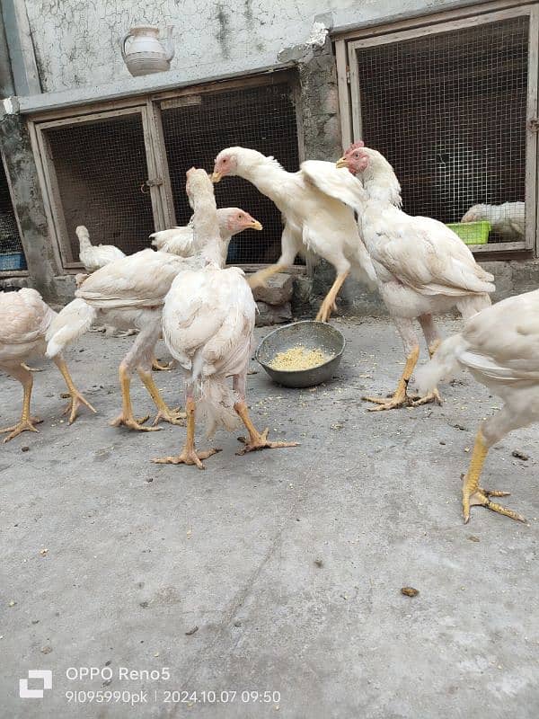 HEERA CHICKS AVAILABLE YELLOW NOK NALI AGE 4 MONTH 5