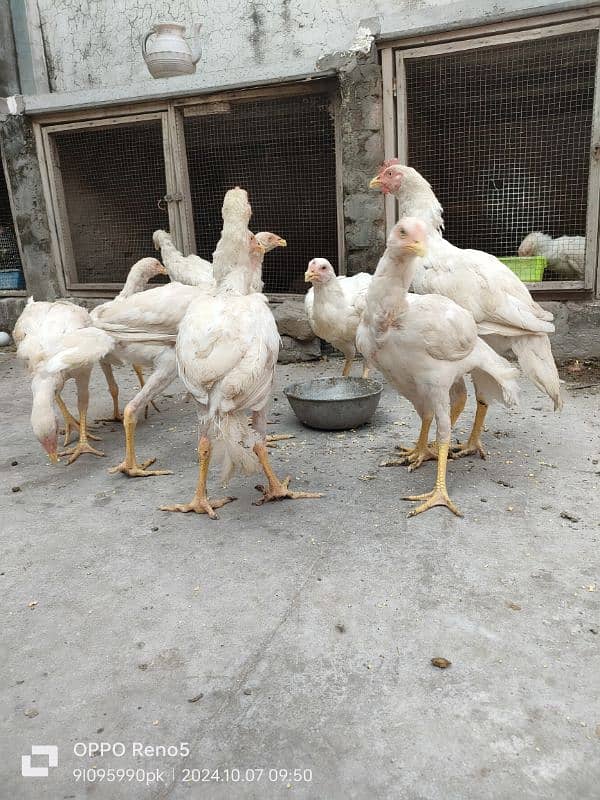 HEERA CHICKS AVAILABLE YELLOW NOK NALI AGE 4 MONTH 6