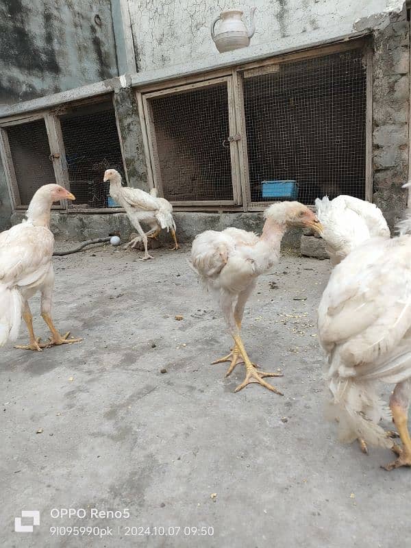 HEERA CHICKS AVAILABLE YELLOW NOK NALI AGE 4 MONTH 7