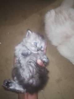 Persian cat kitten