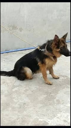 German Shepherd Female