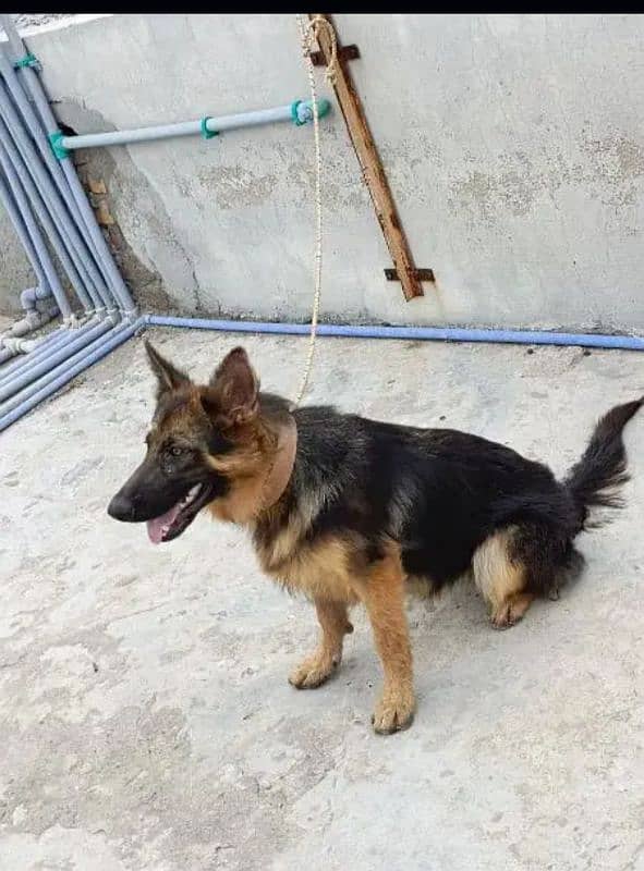 German Shepherd Female 1