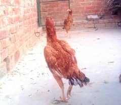 aseel hens for sell