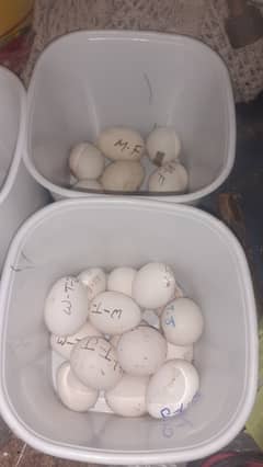 fertile eggs available 0