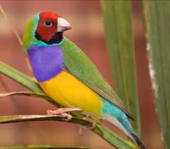 COMMON GOULDIAN MALE BREEDER SINGING