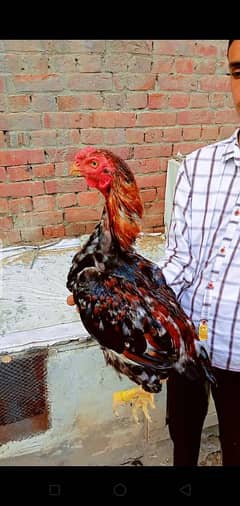 assel murga or murgia for sale 0