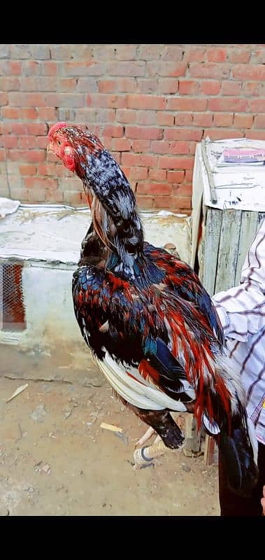 assel murga or murgia for sale 3