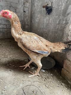 Thai hens available