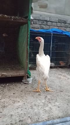 top quality white shamo male or female available