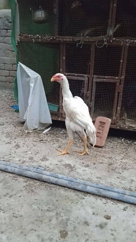 top quality white shamo male or female available 2