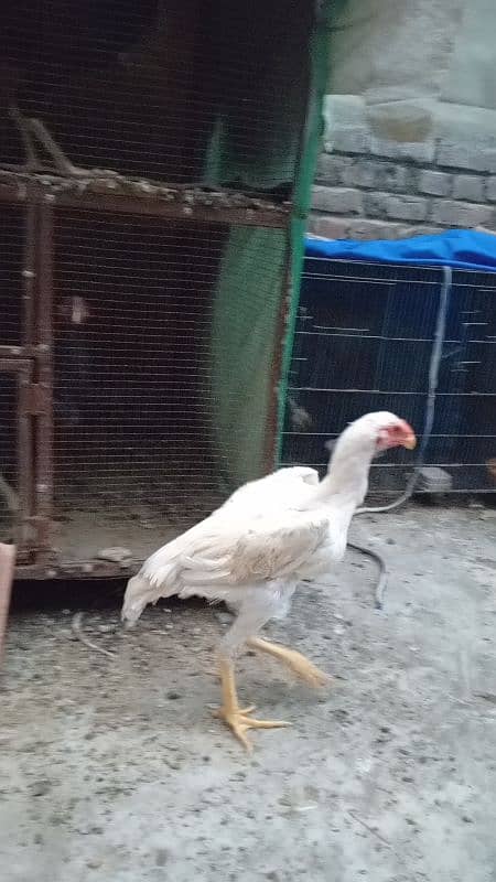 top quality white shamo male or female available 3