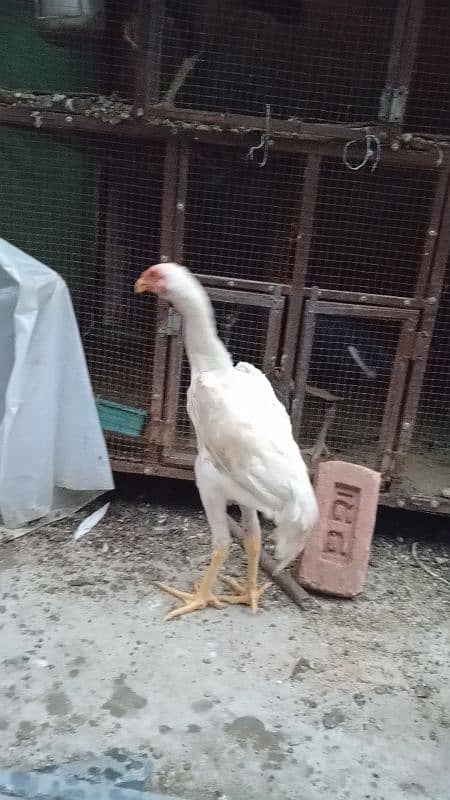 top quality white shamo male or female available 4