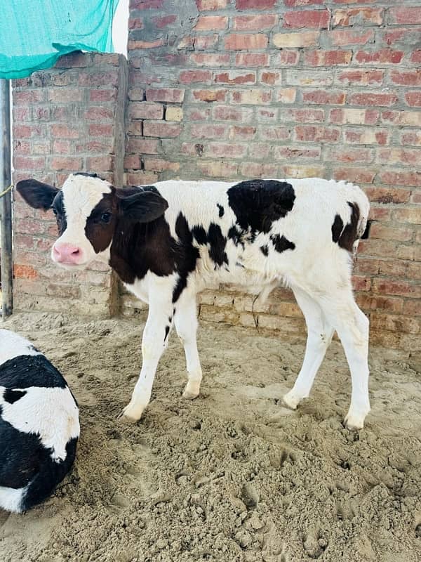 Pedigreed pure Dutch HF male calves 1