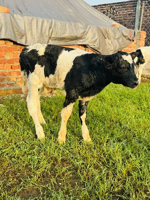 Pedigreed pure Dutch HF male calves 2