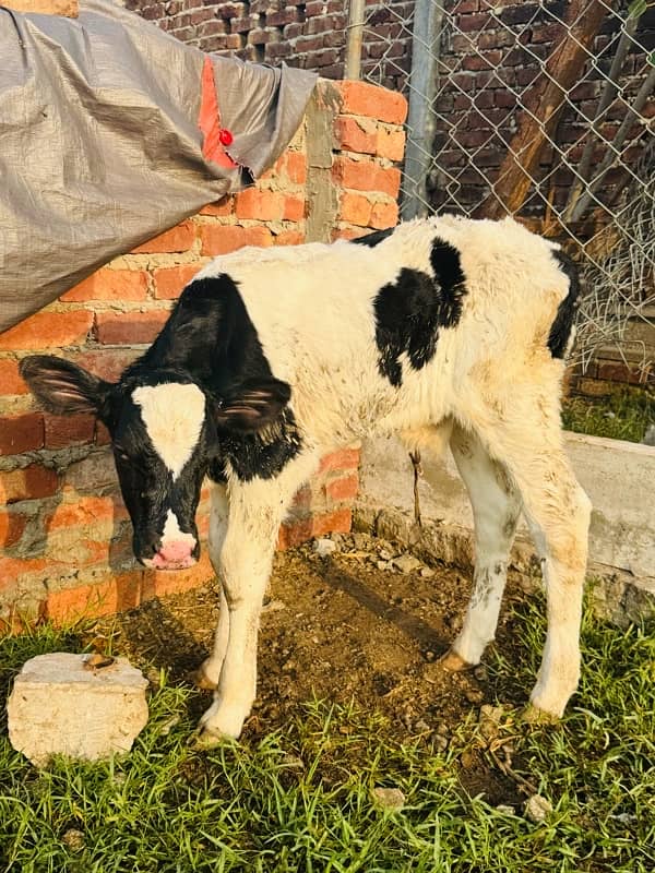 Pedigreed pure Dutch HF male calves 3