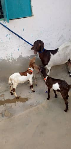 03328247674 bakri ha or sat 2 male beachy hn