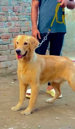 golden retriever 03234696626