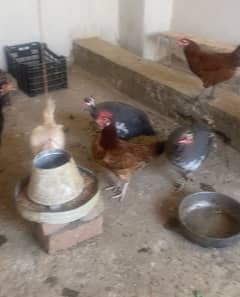 desi and aseel hens for sale