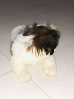 Selling puppy shi tzu