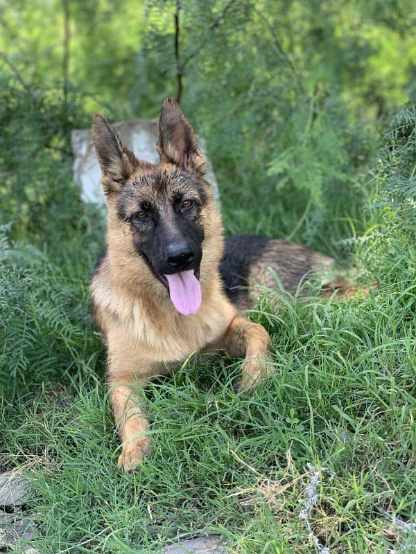 German shepherd female 2