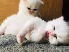 Persian cat/ Persian kittens / triple coated / punch face / white cats