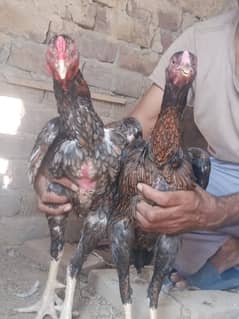 Aseel pair for sale 03221355870 0