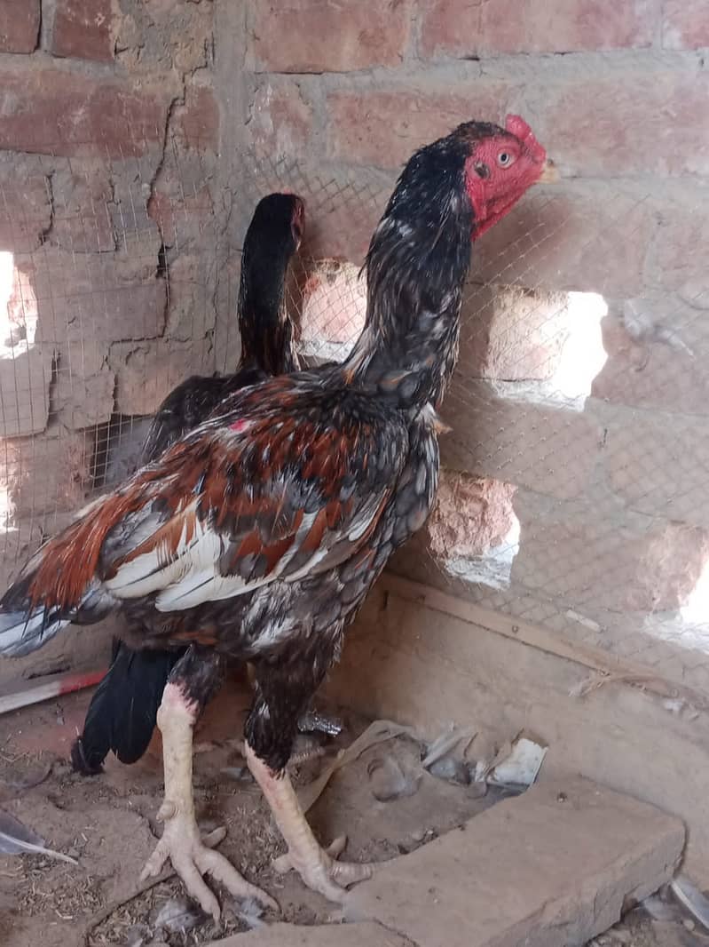 Aseel pair for sale 03221355870 1